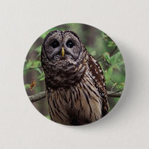 Barred Owl Button