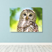 Barred Owl Canvas Afdruk (Insitu (Houten vloer))