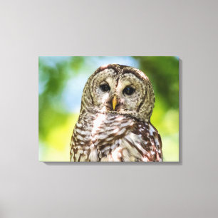 Barred Owl Canvas Afdruk