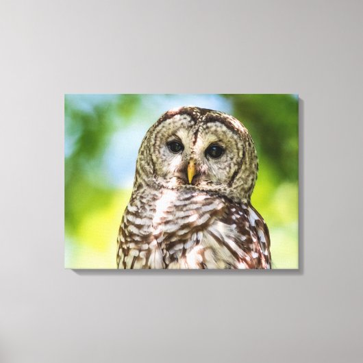 Barred Owl Canvas Afdruk (Voorkant)
