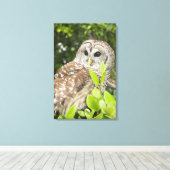 Barred Owl Canvas Afdruk (Insitu (Houten vloer))