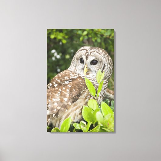 Barred Owl Canvas Afdruk (Voorkant)