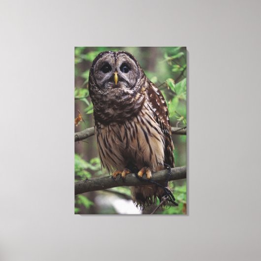 Barred Owl Canvas Afdruk (Voorkant)