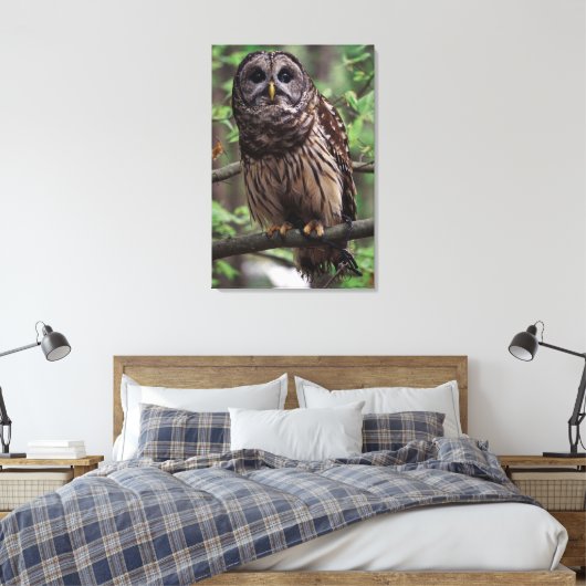 Barred Owl Canvas Afdruk (Insitu (Slaapkamer))