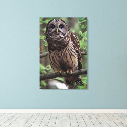 Barred Owl Canvas Afdruk (Insitu (Houten vloer))