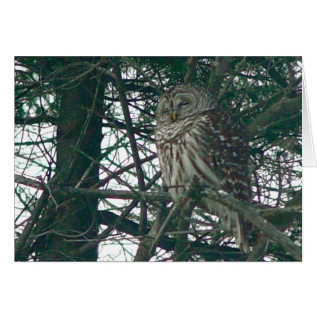 Barred Owl Card (Voorkant Horizontaal)