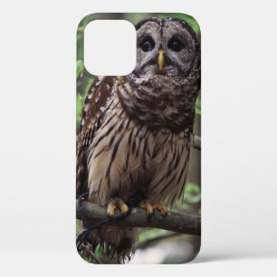 Barred Owl Case-Mate iPhone Case