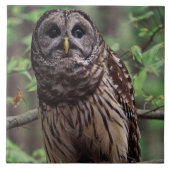 Barred Owl Ceramic Tile Tegeltje (Voorkant)