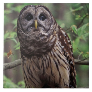 Barred Owl Ceramic Tile Tegeltje