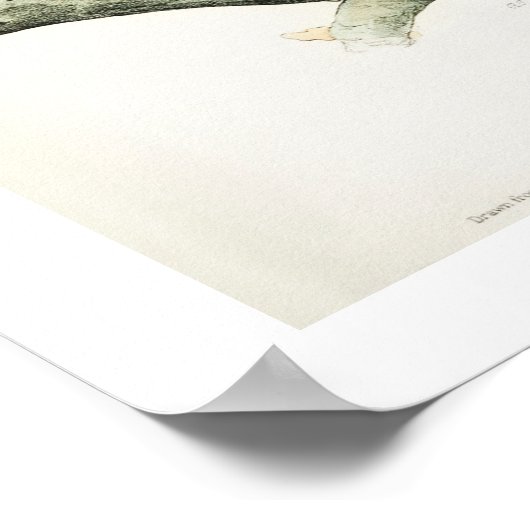 Barred Owl door Audubon Poster (Hoek)