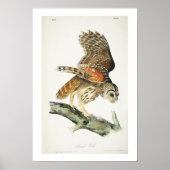 Barred Owl door Audubon Poster (Voorkant)