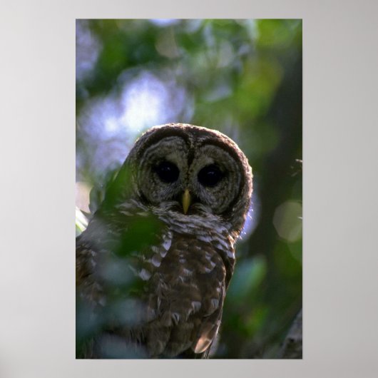 Barred owl, Everglades, Florida Poster (Voorkant)