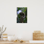 Barred owl, Everglades, Florida Poster (Keuken)
