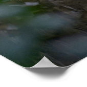 Barred owl, Everglades, Florida Poster (Hoek)