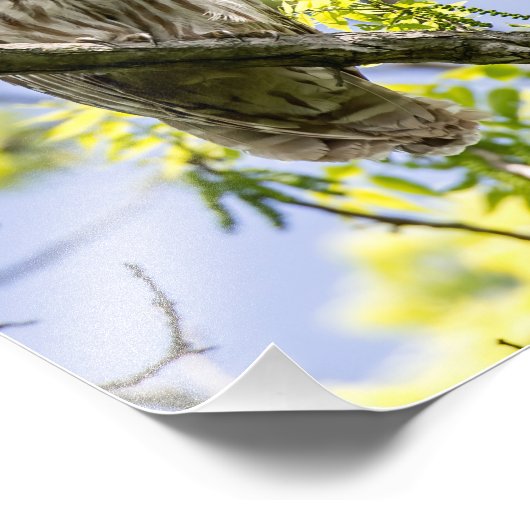 Barred Owl Foto Afdruk (Hoek)