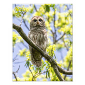Barred Owl Foto Afdruk (Voorkant)