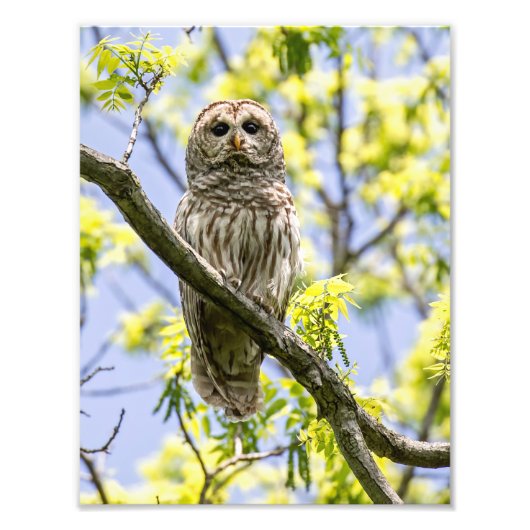 Barred Owl Foto Afdruk (Voorkant)