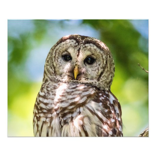 Barred Owl Foto Afdruk (Voorkant)