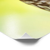 Barred Owl Foto Afdruk (Hoek)