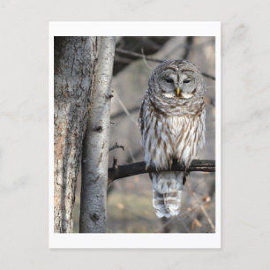 Barred Owl Foto Briefkaart