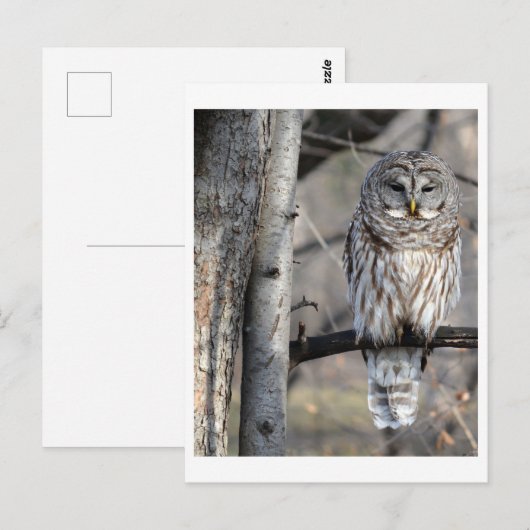 Barred Owl Foto Briefkaart (Voorkant / Achterkant)