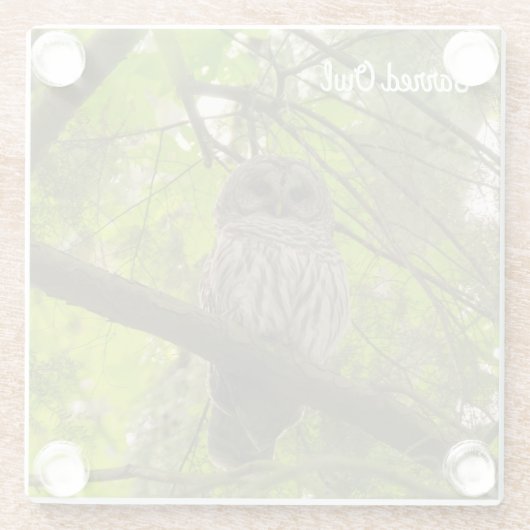 Barred Owl Glazen Onderzetter (Achterkant)
