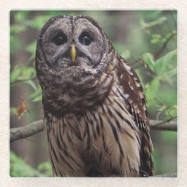 Barred Owl Glazen Onderzetter