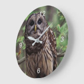 Barred Owl Grote Klok (Hoek)