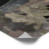 Barred Owl - Hier is het kijken naar jou Poster (Hoek)