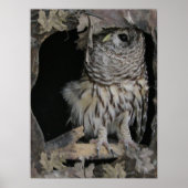 Barred Owl - Hier is het kijken naar jou Poster (Voorkant)