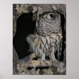 Barred Owl - Hier is het kijken naar jou Poster