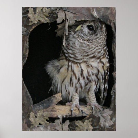 Barred Owl - Hier is het kijken naar jou Poster (Voorkant)