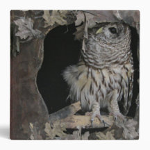 Barred Owl - Hier kijk je aan!