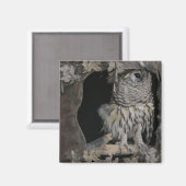 Barred Owl - Hier kijk je aan! Magneet (Voorkant / Achterkant)