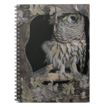 Barred Owl - Hier kijk je aan!