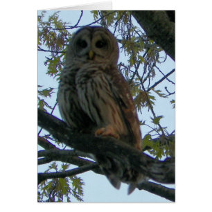 Barred Owl (Hoot Owl)
