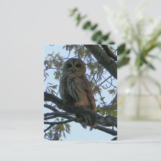 Barred Owl (Hoot Owl) Briefkaart (Staand voorkant)