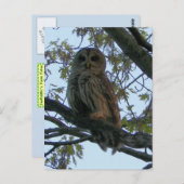 Barred Owl (Hoot Owl) Briefkaart (Voorkant / Achterkant)