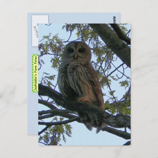 Barred Owl (Hoot Owl) Briefkaart (Voorkant / Achterkant)