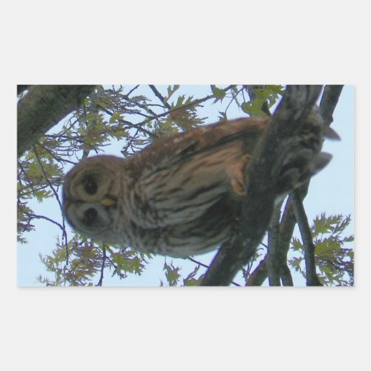 Barred Owl (Hoot Owl) Rechthoek Stickers (Voorkant)