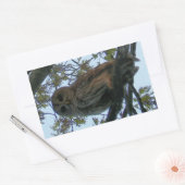 Barred Owl (Hoot Owl) Rechthoek Stickers (Envelop)