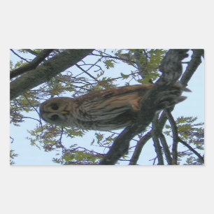 Barred Owl (Hoot Owl) Rechthoek Stickers