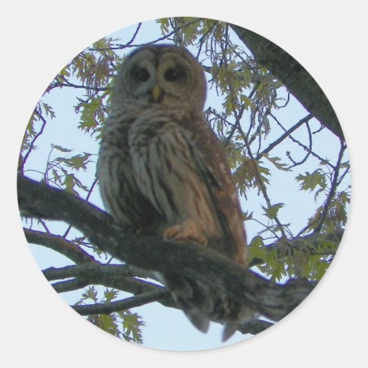 Barred Owl (Hoot Owl) Ronde Stickers (Voorkant)