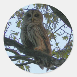 Barred Owl (Hoot Owl) Ronde Stickers