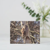 Barred Owl in a Birch Tree Photo Briefkaart (Staand voorkant)