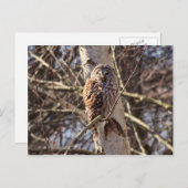 Barred Owl in a Birch Tree Photo Briefkaart (Voorkant / Achterkant)
