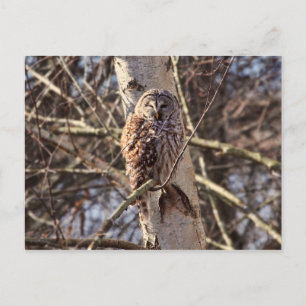 Barred Owl in a Birch Tree Photo Briefkaart