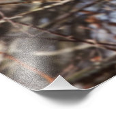 Barred Owl in a Birch Tree Photo Foto Afdruk (Hoek)