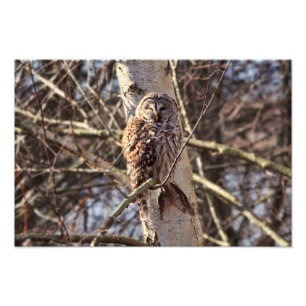 Barred Owl in a Birch Tree Photo Foto Afdruk