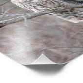 Barred Owl in a Birch Tree Photo Print Foto Afdruk (Hoek)